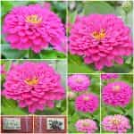 Ζίννια Ροζ ''Pink Dream''