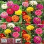 Ζίννια ''California Giants'' Μιξ