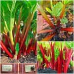 Ραβέντι ''Victoria''