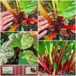 Ραβέντι ''Ever Red''