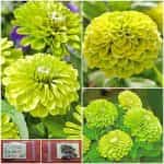 Ζίννια Λαχανί ''Envy''