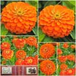 Ζίννια Πορτοκαλί ''Orange King''