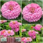 Ζίννια Ροζ ''Luminosa''