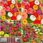 Ζίννια ''Pumila'' Μιξ