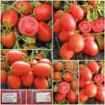 Ντομάτα ''Sejk'' Χαμηλή