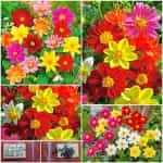 Ντάλια ''Mignon'' Νάνα Μιξ