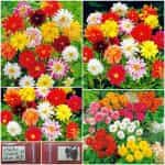 Ντάλια ''Unwin'' Νάνα Μιξ