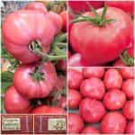 Ντομάτα Ροζ ''Raspberry Adonis''