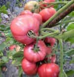 Ντομάτα Ροζ ''Raspberry Adonis'' - Image 2