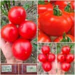 Ντομάτα ''Zofka'' F1