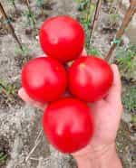 Ντομάτα ''Zofka'' F1 - Image 2