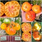 Ντομάτα ''Ananas''