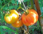 Ντομάτα ''Ananas'' Παραδοσιακή - Image 3