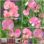 Μοσχομπίζελο ''Princess Elisabeth''