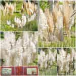 Γυνέριο - Γρασίδι Πάμπας Λευκό