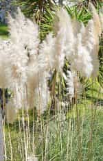 Γυνέριο - Γρασίδι Πάμπας Λευκό - Image 2