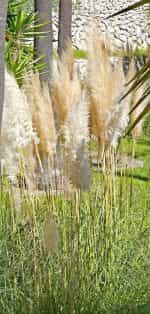 Γυνέριο - Γρασίδι Πάμπας Λευκό - Image 3