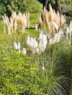 Γυνέριο - Γρασίδι Πάμπας Λευκό - Image 4