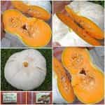 Κολοκύθα Άσπρη ''Valenciano''