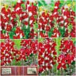 Σκυλάκι ''Day and Night''