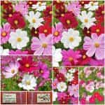 Κόσμος ''Sensation'' Μιξ