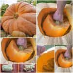 Κολοκύθα Γίγας ''Pacific Giant''