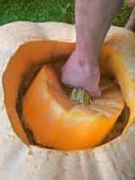 Κολοκύθα Γίγας ''Pacific Giant'' - Image 2