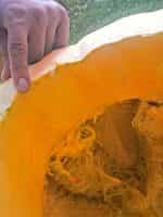 Κολοκύθα Γίγας ''Pacific Giant'' - Image 3