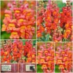 Σκυλάκι ''Orange Wonder''