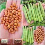 Φασόλι ''Nugetka'' για Ξερό Καθιστό