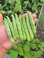 Φασόλι ''Nugetka'' για Ξερό Καθιστό - Image 2