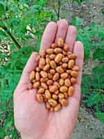 Φασόλι ''Nugetka'' για Ξερό Καθιστό - Image 3