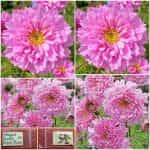 Κόσμος ''Double Dutch Rose''