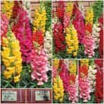 Σκυλάκι Ψηλό Μιξ