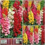 Σκυλάκι Νάνο Μιξ