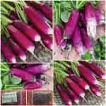 Ραπανάκι ''Felicia''