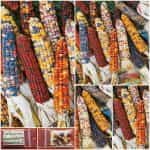 Καλαμπόκι ''Ornamentale'' Διακοσμητικό