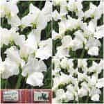 Μοσχομπίζελο ”White Ensign”