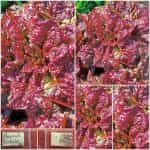 Μαρούλι ''Rosela''