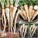 Παστινάκι ''Guernsey''