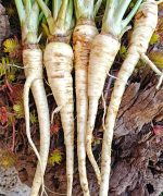 Παστινάκι ''Guernsey'' - Image 2