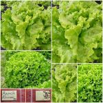 Μαρούλι ''Aficion'' Φουντωτό