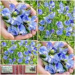 Μοσχομπίζελο ''Blue Ripple'' Αρωματικό Παραδοσιακό