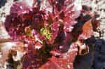 Μαρούλι ''Florinred'' - Image 2