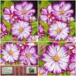 Κόσμος ''Fizzy Rose Picotee''