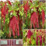 Βλίτο - Αμάρανθος ''Love Lies Bleeding''