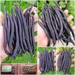 Φασολάκι ''Purple Teepee'' Μωβ Καθιστό
