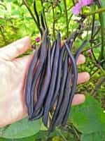 Φασολάκι ''Purple Teepee'' Μωβ Καθιστό - Image 3