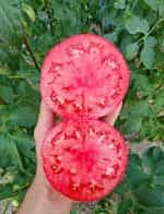 Ντομάτα ''Katon'' Beefsteak F1 - Image 2