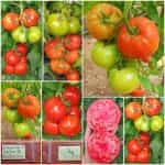 Ντομάτα ''Katon'' Beefsteak F1